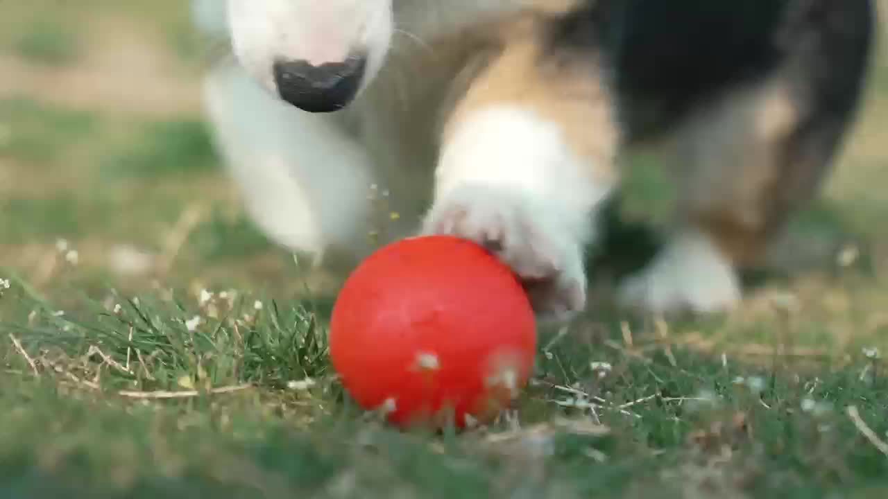Pet Dog Toy Ball, Bouncy Ball, Smart Mode, Rechargeable Dog Toy Ball